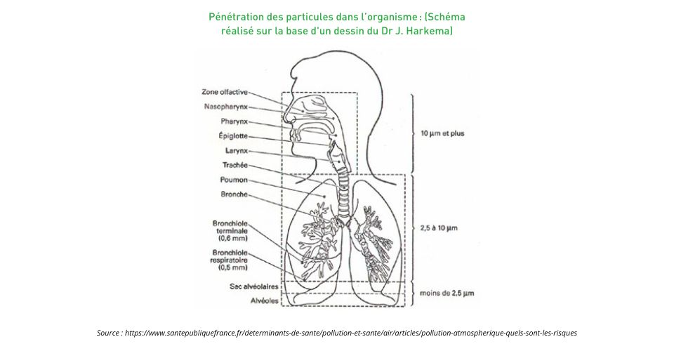 Pénétration des particules dans l’organisme : (Schéma réalisé sur la base d'un dessin du Dr J. Harkema)
